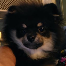 Honey - Pomeranian