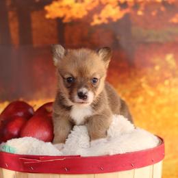 Pembroke Welsh Corgi Puppies from 3W Corgis