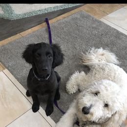 Goldendoodle All Grown Up from Lavender Field Doodles