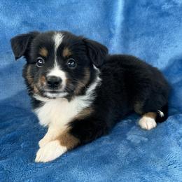 Twila - Black tri female Toy Australian Shepherd puppy in Honolulu, Hawaii from Liana’s Toy Aussies