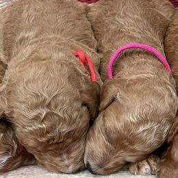 Poodles from Bear Cub Standard Poodles