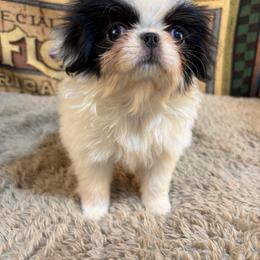 Boy 1 - Black and white male Japanese Chin puppy in Sandstone, Minnesota from Peaceful Garden Cavaliers