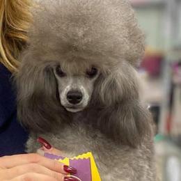Robin - Poodle