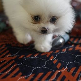 Pomeranian Puppies from Doc’s Little Poms