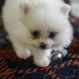 Pomeranian Puppies from Doc’s Little Poms