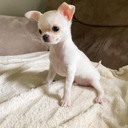 Snowball - White male Chihuahua puppy in Salisbury, Pennsylvania from Jenny Rose Chihuahuas