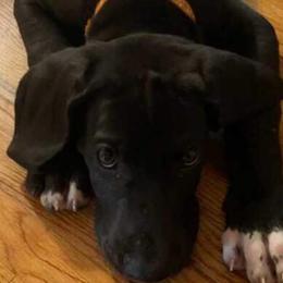Great Dane Puppies from Morgan's North Alabama Danes