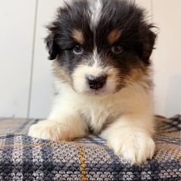 Chai - Black tri-color female Australian Shepherd puppy in Kearney, Nebraska from Helix Aussies