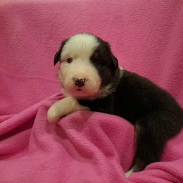 Australian Shepherd Puppies from Persimmon Creek Farm