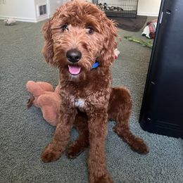 Keyper - Goldendoodle