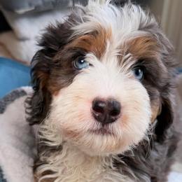 Palmer - Tri-color female Bernedoodle puppy in Yuciapa, California from AlltheDoodlez_