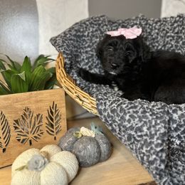 Aussiedoodle and Bernedoodle Puppies from Hickory Hideaway Doodles