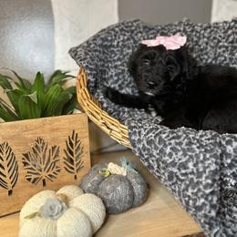Aussiedoodle and Bernedoodle Puppies from Hickory Hideaway Doodles