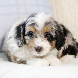Bolt - Blue merle male Aussiedoodle puppy in Salem, Utah from Go West Mini Aussies