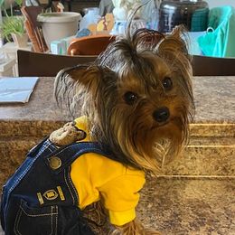Mickey - Yorkshire Terrier