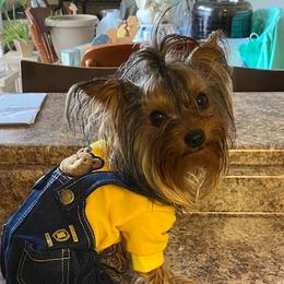 Mickey - Yorkshire Terrier