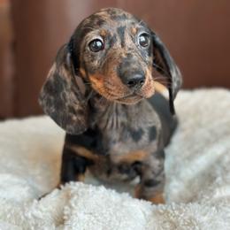 Matteo - Dapple male Dachshund puppy in Crystal, Michigan from Mare-Bella Smoothcoat Edition