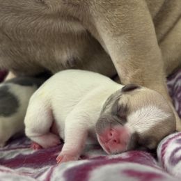 French Bulldog Puppies from Pardon My French Exquisite French Bulldogs