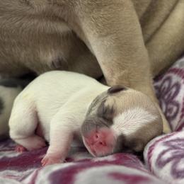French Bulldog Puppies from Pardon My French Exquisite French Bulldogs