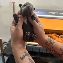 French Bulldog Puppies from Fontana Frenchies