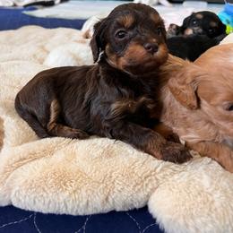 Cocoa - Phantom female Goldendoodle puppy in Ottawa, Ohio from Simply Beautiful Goldendoodles