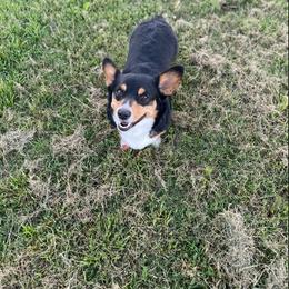 Pembroke Welsh Corgis from Old Blue Springs Corgis
