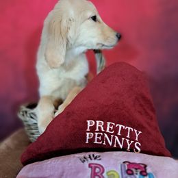 Baby Girl - Light golden Golden Retriever puppy in Loomis, California from Davids Golden Retrievers