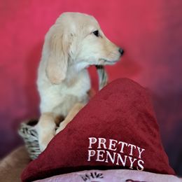 Baby Girl - Light golden Golden Retriever puppy in Loomis, California from Davids Golden Retrievers