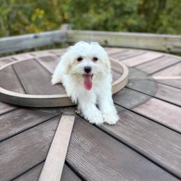 Maltese puppies from House of Paws Heritage Nursery LLC.