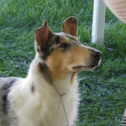 Molly - Collie