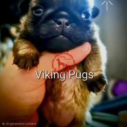 Fawn Female - Fawn female Pug puppy in Cheyenne, Wyoming from Viking Kennel