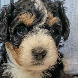 Johnny - Bernedoodle puppy in Washougal, Washington from Sandy Creek Bernedoodles