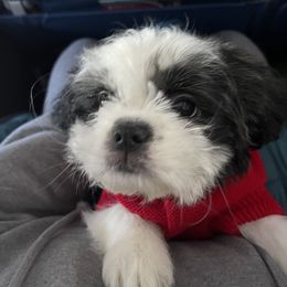 Shih Tzu Puppies from One Hit Wonder