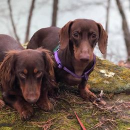 Dachshunds from Little River Dachshunds