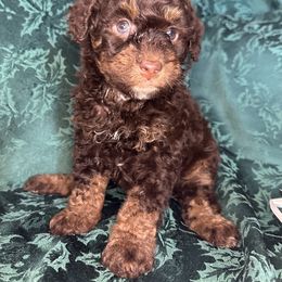 Dulce de Leche - Chocolate merle female Bernedoodle puppy in Cody, Wyoming from Yellowstone Breeders