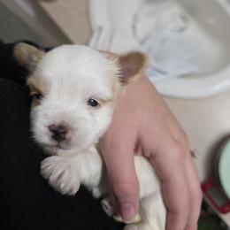 Bell - Yorkshire Terrier