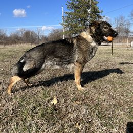 Frosty - German Shepherd
