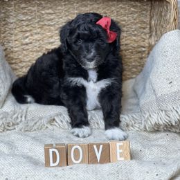 Aussiedoodle Puppies from Silva Ranch Doodles