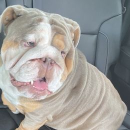 Bulldogs from C3 Bulldogs
