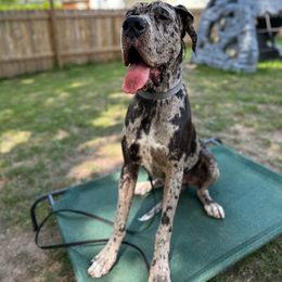 Great Dane Puppies from HCR Great Danes