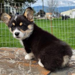 Tater - Black and tan male Pembroke Welsh Corgi puppy in Washington from Castle View Royal Rumps