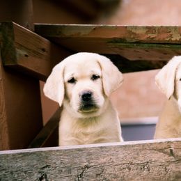 Labrador Retriever Puppies from Glory View Labradors