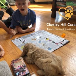 Cockapoo Puppies from Chesley Hill Cockapoos