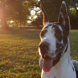 Great Danes and Miniature Bull Terriers from Iron Horse Kennel