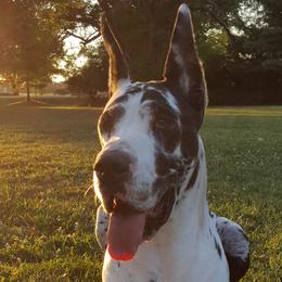 Great Danes and Miniature Bull Terriers from Iron Horse Kennel