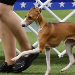 Party - Italian Greyhound