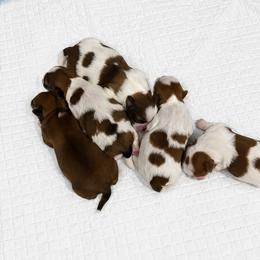 Shih Tzu puppies from All4Paws