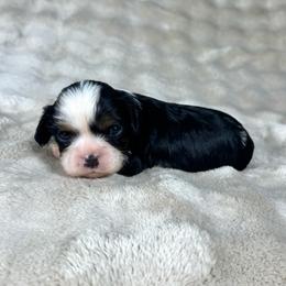 Copper - Tri-color male Cavalier King Charles Spaniel puppy in Bedias, Texas from JSK Aussie and Cavaliers
