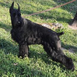 Giant Schnauzer All Grown Up from Liberty Giant Schnauzers