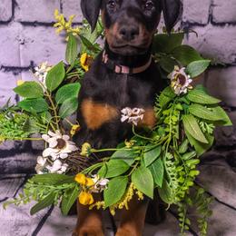 Lavender Girl - Black and rust female Doberman Pinscher puppy in Shelby, North Carolina from IronBee Dobermans